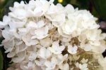 Hydrangea paniculata 'Limelight' - Image 4