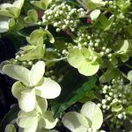 Hydrangea paniculata 'Pinky Winky'