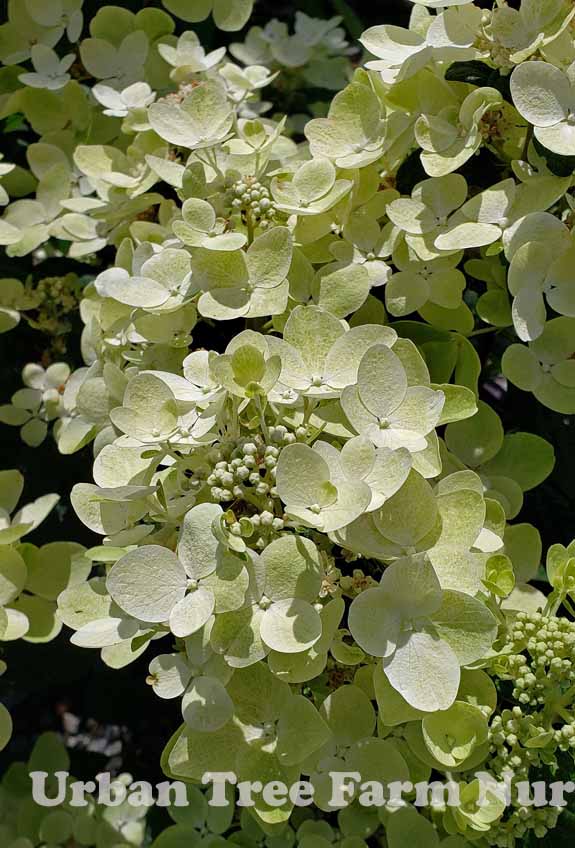 Hydrangea-paniculata-White-Diamond-a Hydrangea paniculata 'White Diamond' - Image 1