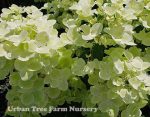 Hydrangea paniculata 'White Diamond' - Image 2