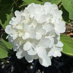 Hydrangea paniculata 'White Wedding'