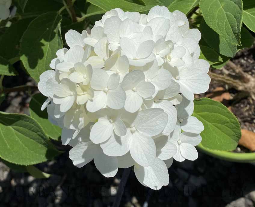 Hydrangea-paniculata-White-Wedding Hydrangea paniculata 'White Wedding' - Image 1