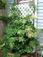 Hydrangea petiolaris STAKED - Image 3