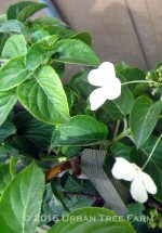 Hydrangea petiolaris STAKED - Image 2