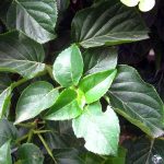 Hydrangea petiolaris TRELLIS