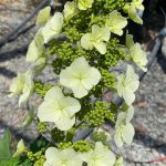 Hydrangea quercifolia 'Gatsby Pink'