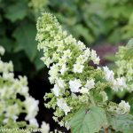 Hydrangea quercifolia 'Gatsby Star'