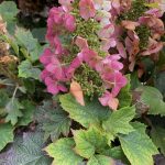 Hydrangea quercifolia 'Ruby Slippers'