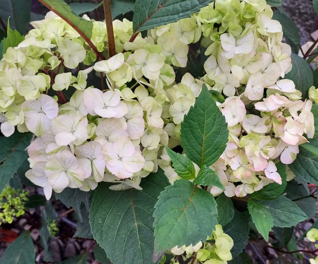 Hydrangea-serrata-Preziosa-a-