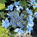 Hydrangea serrata 'Tuff Stuff Ah-Ha'