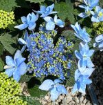 Hydrangea serrata 'Tuff Stuff Ah-Ha'