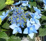 Hydrangea serrata 'Tuff Stuff Ah-Ha' - Image 2