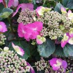 Hydrangea serrata 'Tuff Stuff'