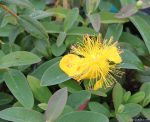 Hypericum calycinum