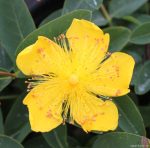 Hypericum calycinum - Image 2