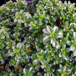 Iberis sempervirens 'Pink Ice'