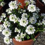 Iberis sempervirens 'Purity'