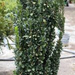 Ilex crenata 'Sky Pencil'
