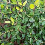 Ilex vomitoria 'Nana'