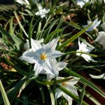 Ipheion uniflorum 'Alberto Castillo'