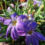 Ipheion uniflorum 'Froyle Mill'
