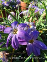 Ipheion uniflorum 'Froyle Mill'