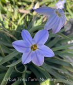 Ipheion uniflorum 'Froyle Mill' - Image 2