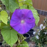 Ipomoea acuminata (Blue Dawn)