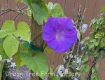 Ipomoea acuminata (Blue Dawn) - Image 2