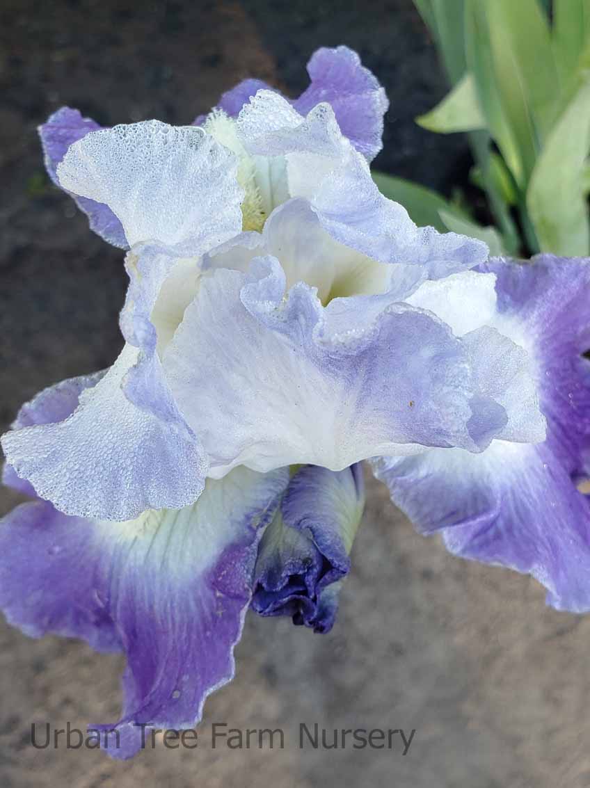 Iris Bearded - 'Clarence' | Urban Tree Farm Nursery