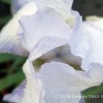 Iris Bearded - 'English Cottage'