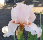 Iris Bearded - 'October Splendor'