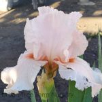 Iris Bearded - 'October Splendor'