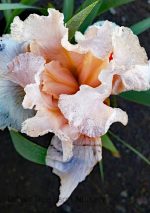 Iris Bearded - 'October Splendor' - Image 2