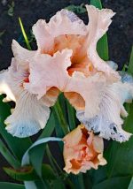 Iris Bearded - 'October Splendor' - Image 3