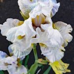 Iris Bearded - 'Renown'