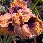 Iris PCH 'Bubble Wrap'