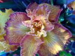 Iris PCH 'Canyon Sunshine'