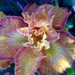 Iris PCH 'Canyon Sunshine'