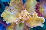 Iris PCH 'Canyon Sunshine' - Image 2