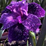 Iris PCH 'Dark Delight'