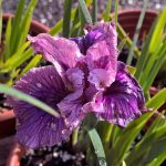 Iris PCH 'Idle Chatter'