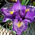 Iris PCH 'Night Crossing'