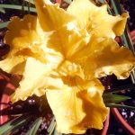 Iris PCH 'Patrick's Gold'