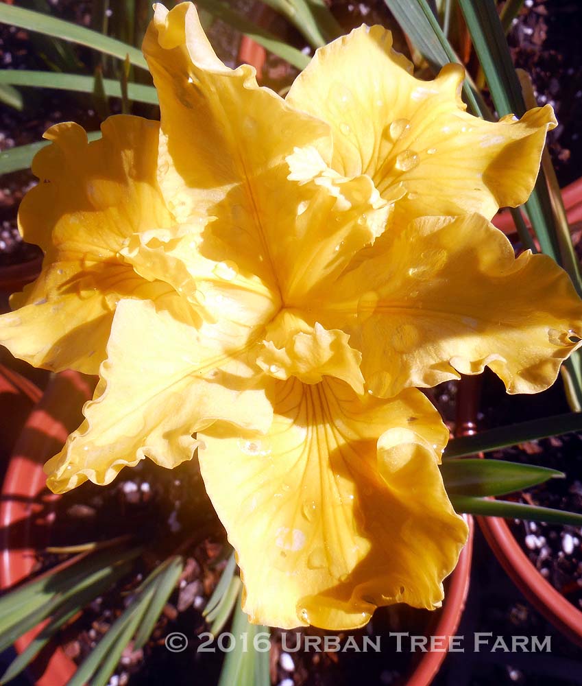 Iris-PCH-Patricks-Gold Iris PCH 'Patrick's Gold' - Image 1