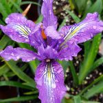 Iris douglasiana