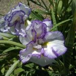 Iris ensata 'Frilled Enchantment'