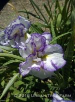 Iris ensata 'Frilled Enchantment'