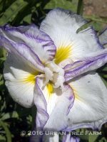 Iris ensata 'Frilled Enchantment' - Image 2