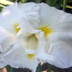 Iris ensata 'Imperial Presence'